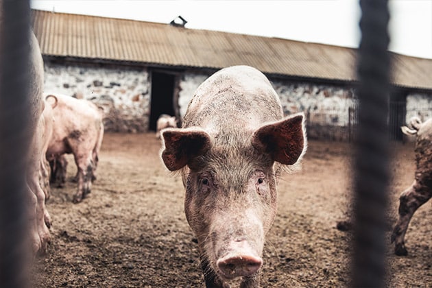 Criação de Suínos