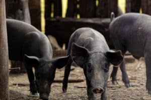 Criação de Suínos